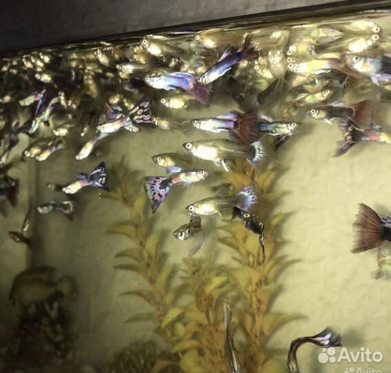 Рыбы гуппи