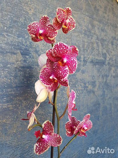 Орхидея цветущая Red Sesame / Красный Сезам