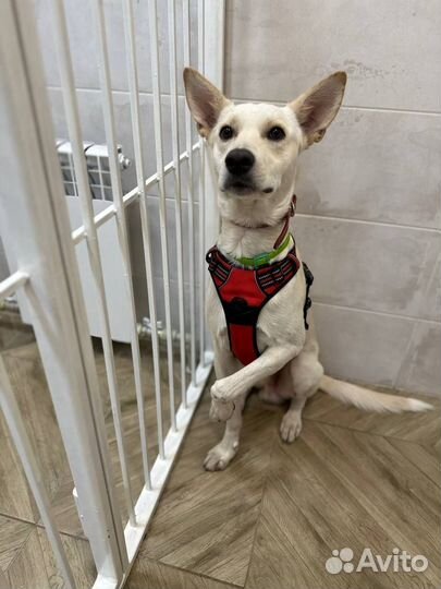 Рик спасен из Донецка