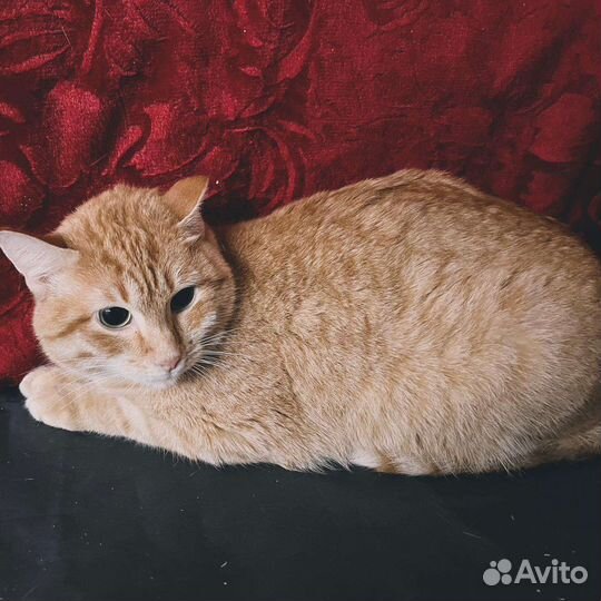 Кот