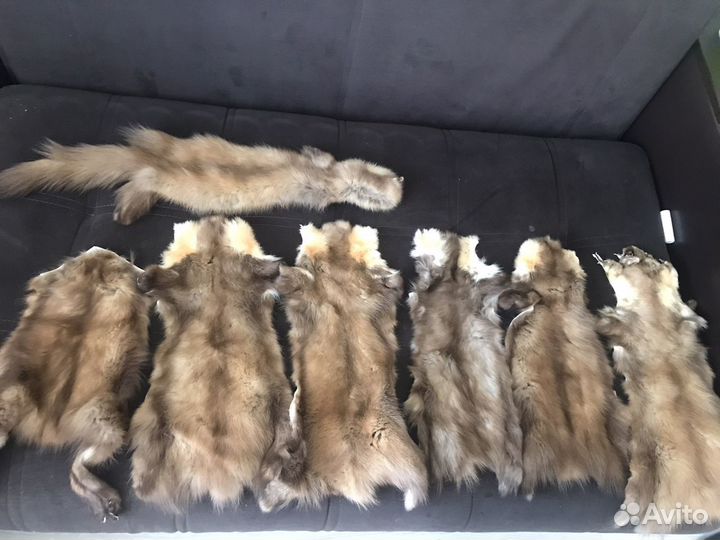 Шкурки куницы