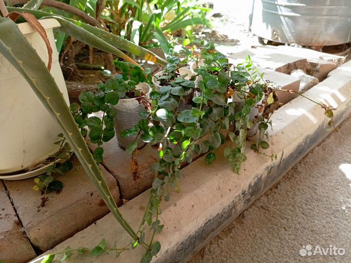 Вербейник монетчатый