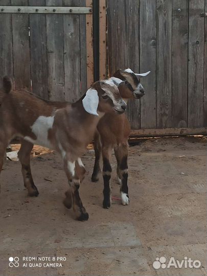 Козлята