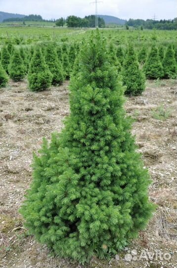 Ель зеленая Picea Glauca Conica