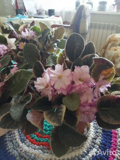 Комнатные растения