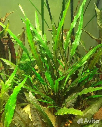 Аквариумное растение