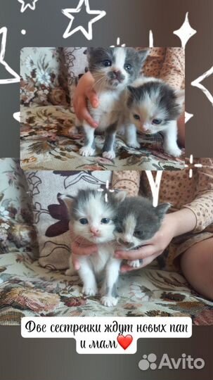 Отдам котят в добрые руки