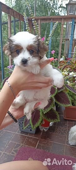 Щенки Бивер