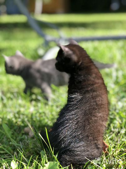 Котята чаузи