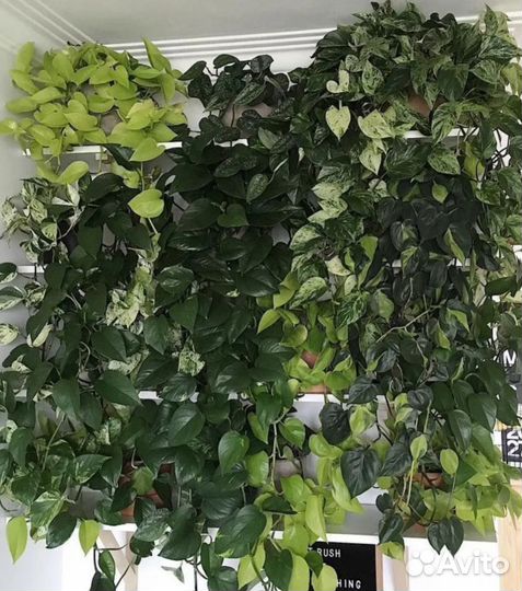 Эпипремнумы сортовые