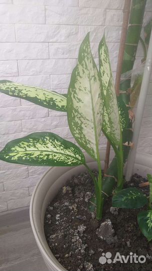 Диффенбахия