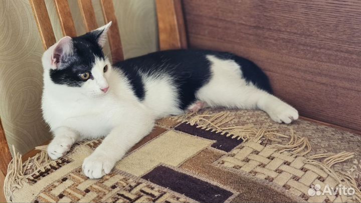 Отдам в добрые руки котика