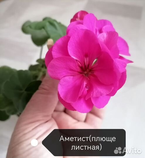 Герань пеларгония