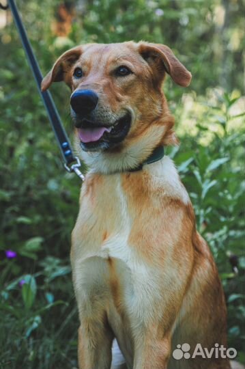 Собака в добрые руки