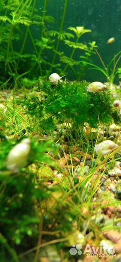 Улитка покемон