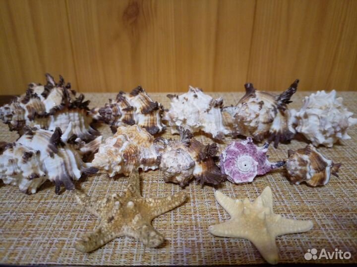 Морские ракушки раковины Мурекс индивия