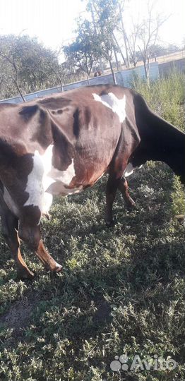 Корова стельная дойная. Теленок бычок