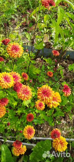 Хризантема кустовая