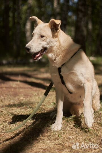 Красавица Синди из приюта ждет свою семью