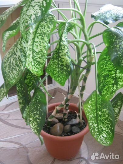 Диффинбахия