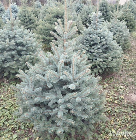 Голубая Глаука ель u-4678