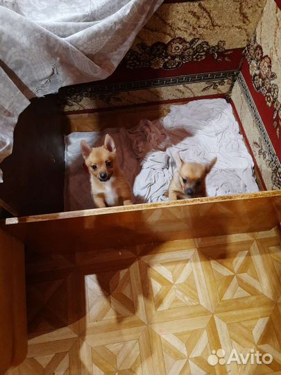 Метис Джек рассел терьера и шпица