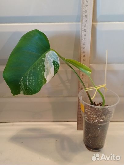 Монстера Альба