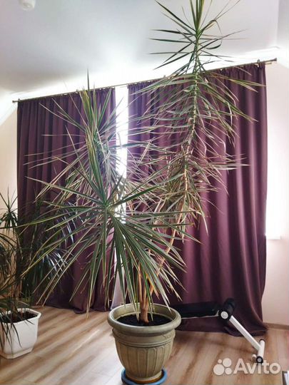 Пальма драцена маргината
