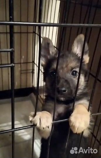 Щенок незабудка живет в приюте, в дар