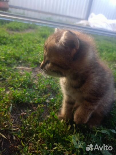 Отдам в добрые руки