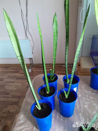 Сансевиерия