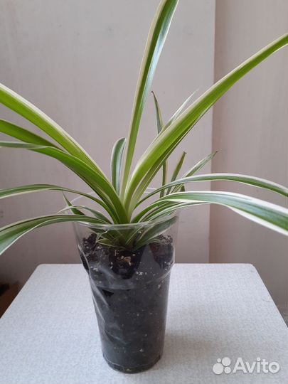 Хлорофитум