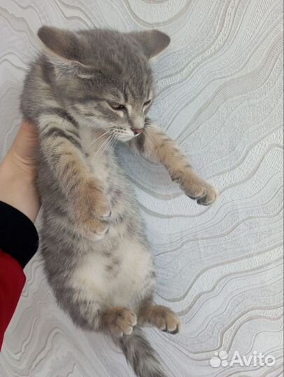 Котёнок мальчик в добрые руки