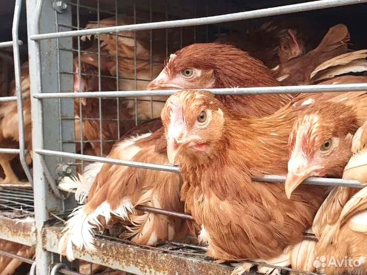 Куры несушки Кросс Коралл порода