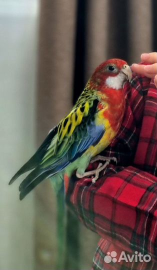 Попугай розелла