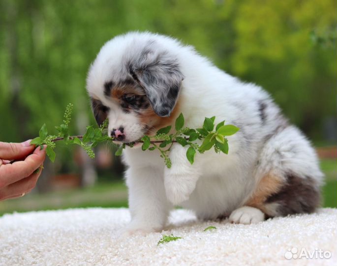 Щенки аусси