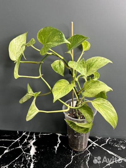 Сциндапсус марбл квин