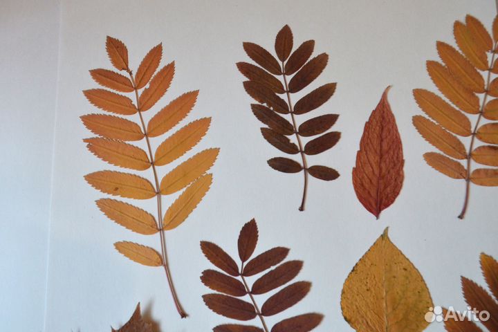 Гербарий. 9 шт. Для поделок, аппликаций в школу, д