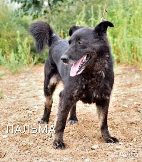 Всем на свете нужен дом