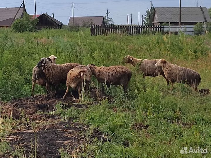 Овцы бараны