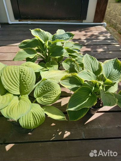 Астильба, хоста, виноград девичий