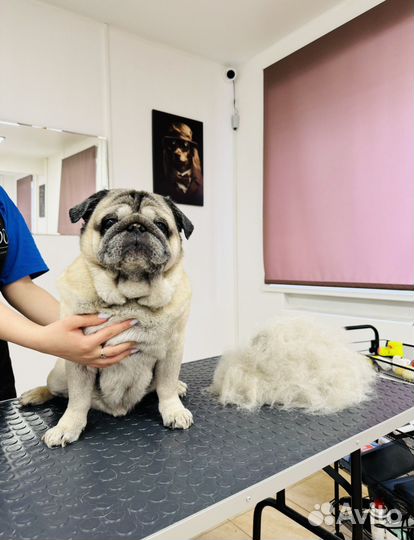 Груминг. Стрижка собак и кошек