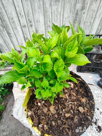 Гортензия крупнолистная Лейхфеер