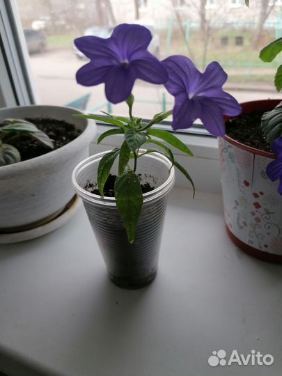 Броваллия, цветок комнатный