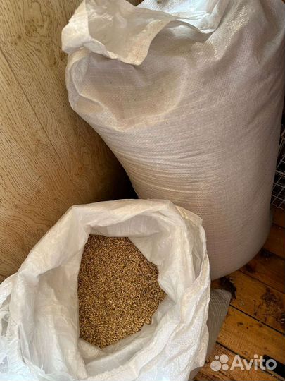 Солод ячменный воронежской