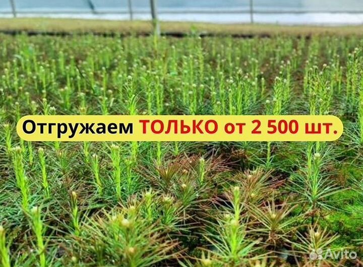 Саженцы сосны обыкновенной окс