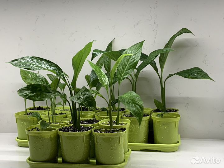 Спатифиллум