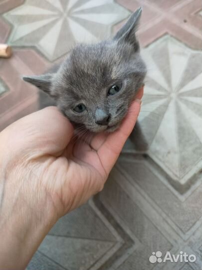 Котята