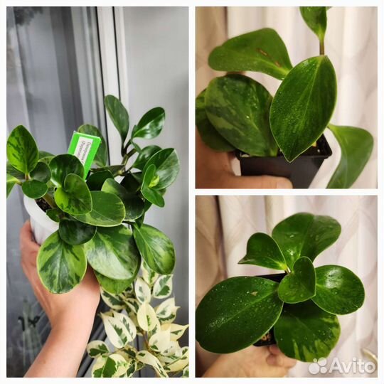 Пеперомии сортовые