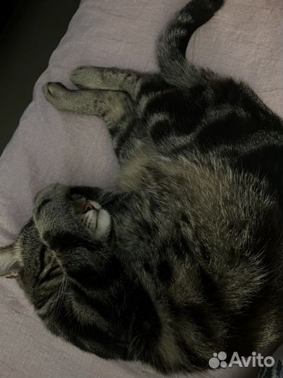 Отдам кота в добрые руки